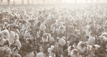 的同面料毛巾！我们低价搞到了开元棋牌app某东来刚上架(图10)